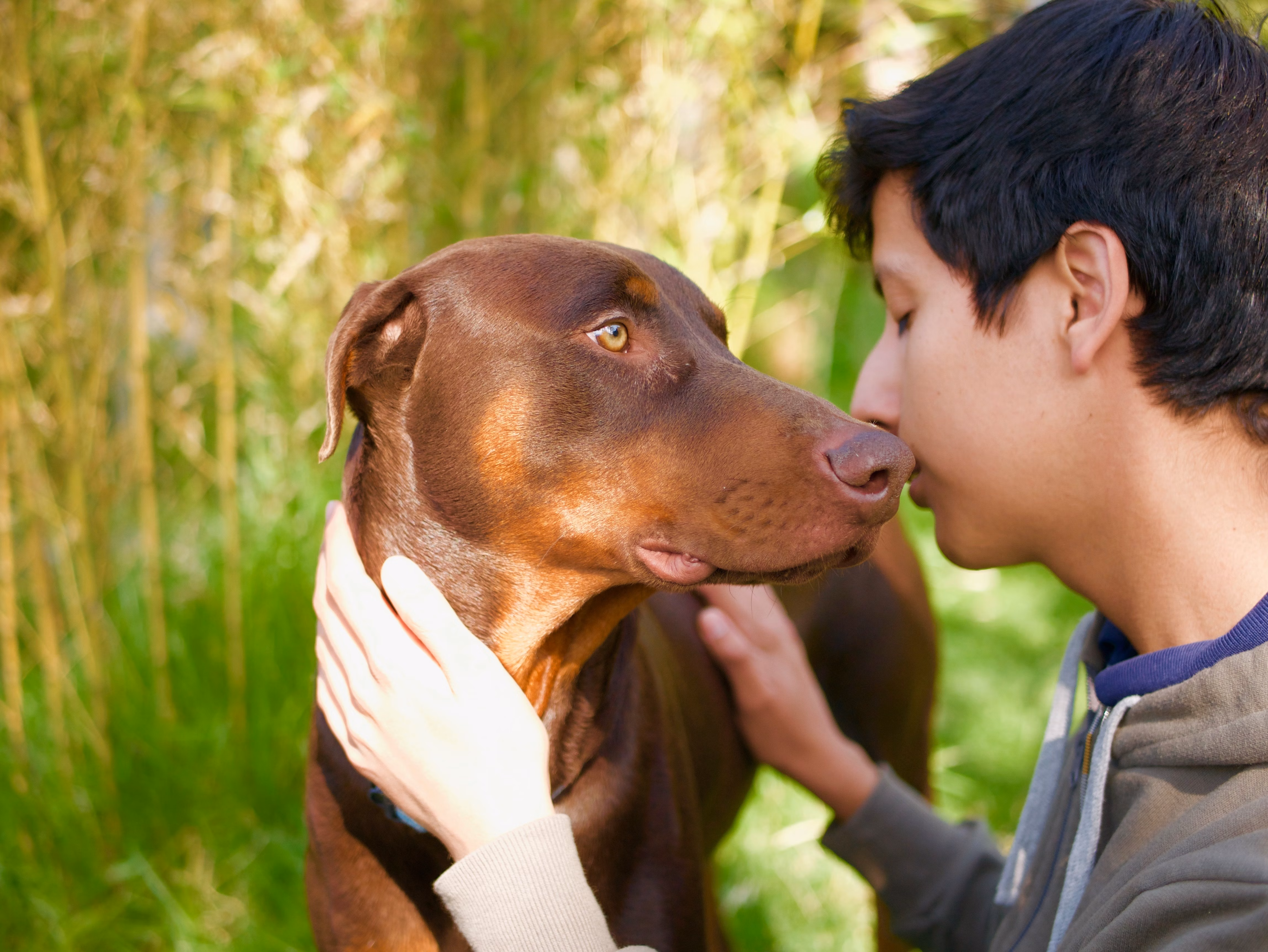 Doberman dog nuzzles a man