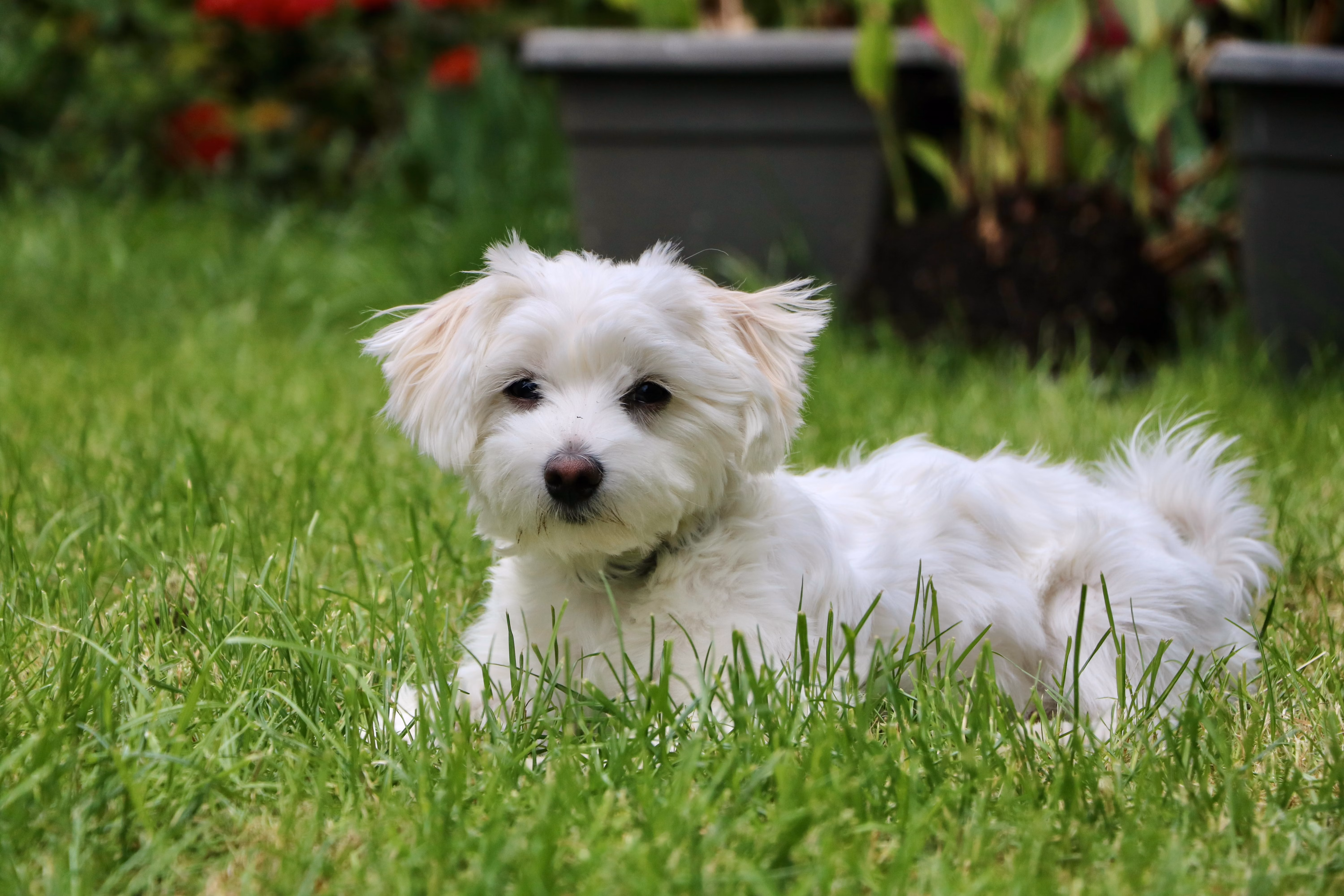 Small white dog lays down in grass